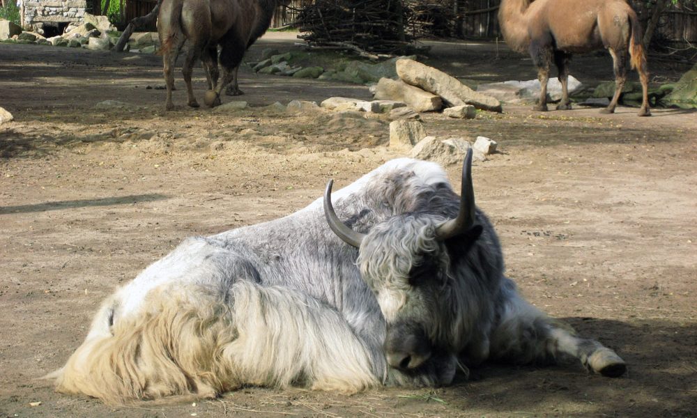 Der Naturschutz-Tierpark Görlitz ist landschaftlich und tierisch sehenswert